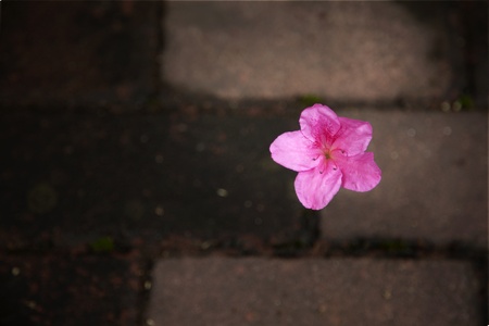 falling  azalea into the groundの写真素材