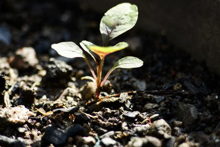 amaranth vegetables