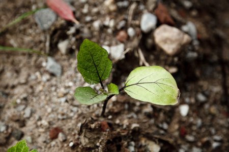 eggplant seedling