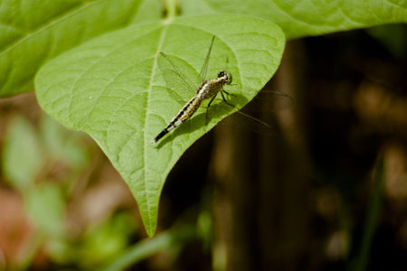cowpea leaves with dragonfly