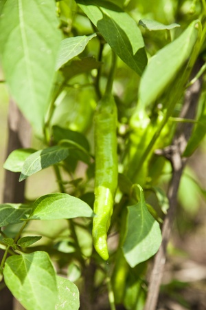pepper plantの写真素材