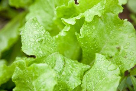 fresh lettuce の写真素材