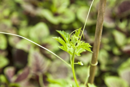 balsam pearの写真素材