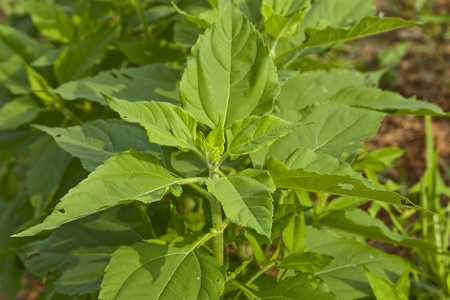 Close up view on a green plantの写真素材