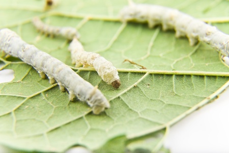 silkworm feeding with mulberry leafの写真素材