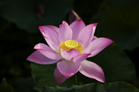 lotus flowerの写真素材