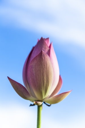 lotus flowerの写真素材