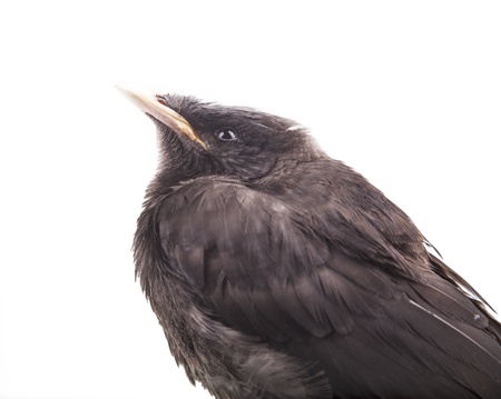 single young mynah studio shoot isolated with white backgroundの写真素材