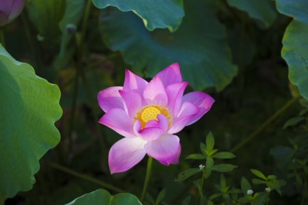 blooming lotus flower under morning sunshineの写真素材