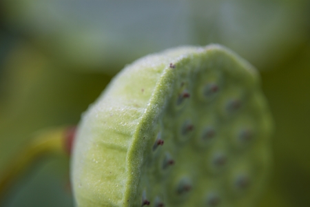   lotus flower seedpodの写真素材