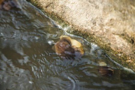 escargot in the creekの写真素材