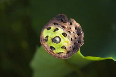 lotus seedpod with seedsの写真素材