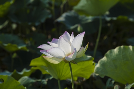 blooming white  lotus flower standing in the pondの写真素材