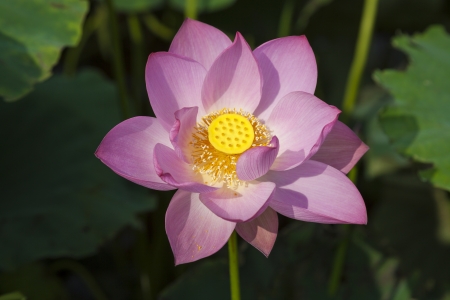 blooming pink lotus flower top viewの写真素材