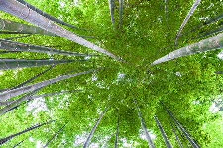 bamboo forestの写真素材