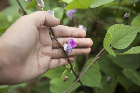 hyacinth bean の写真素材