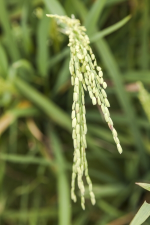 rice blooming in the summer with little yellow flowersの写真素材