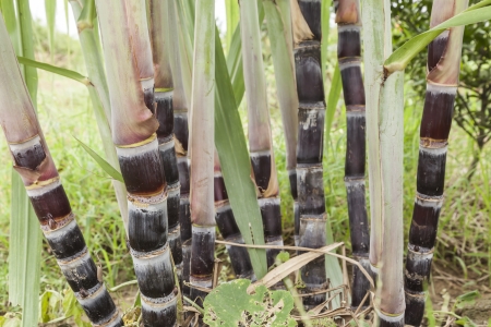 sugarcane plant in farmlandの写真素材
