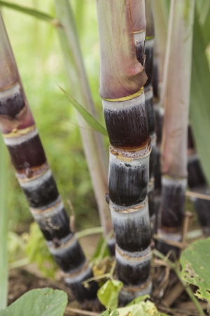 sugarcane in farmlandの写真素材
