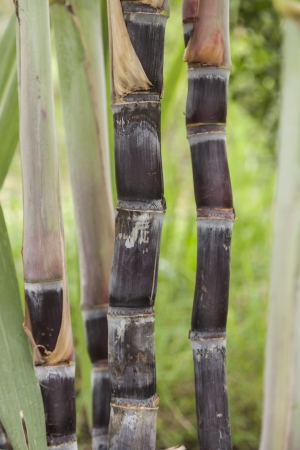sugarcane in farmlandの写真素材