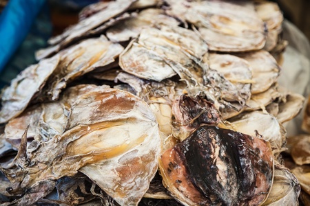 cuttlefishの写真素材