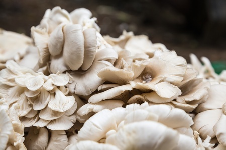 Oyster fungus stacked in the market place.の写真素材