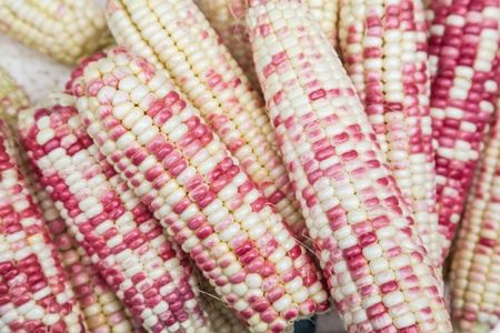 purple cornの写真素材