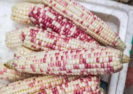 purple cornの写真素材