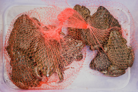 bullfrogsの写真素材