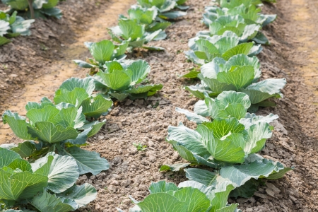 young cabbage in the farm landの写真素材