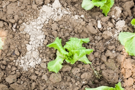 young drooped lettuce after wateringの写真素材