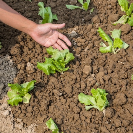 young drooped lettuce after wateringの写真素材