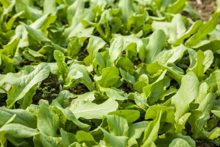 young asparagus lettuce の写真素材