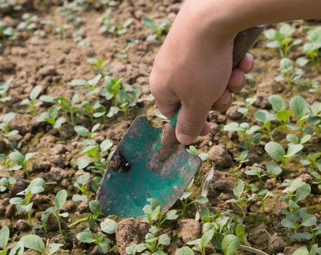 work with bok choi saplingの写真素材