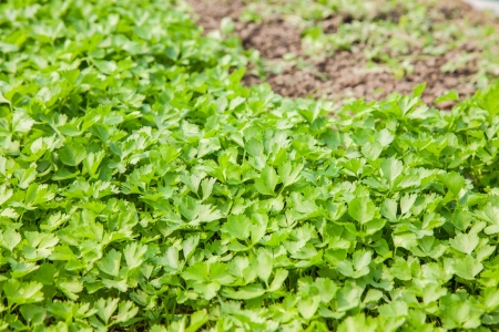 young celery fieldの写真素材