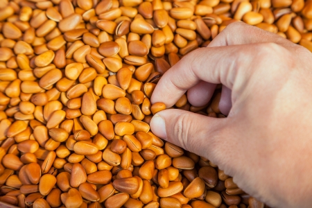 pine nuts in handの写真素材