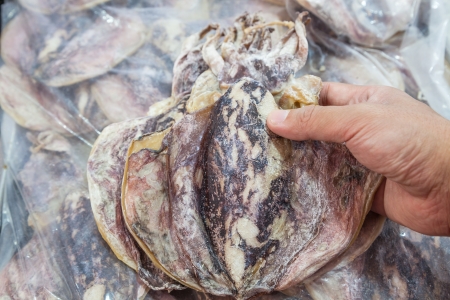 preserved cuttlefish の写真素材