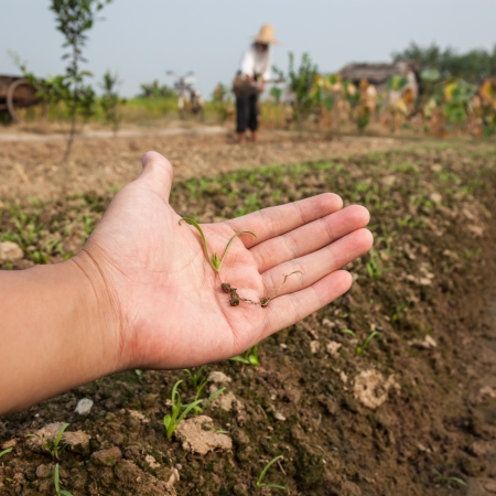 spinach sapling in handの写真素材