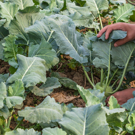 KohlrabiÂ is a green vegetable that has  leaves similar to a cabbage. The thick stem is eatableの写真素材