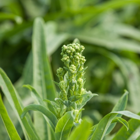 asparagus lettuce blooming in the autumnの写真素材