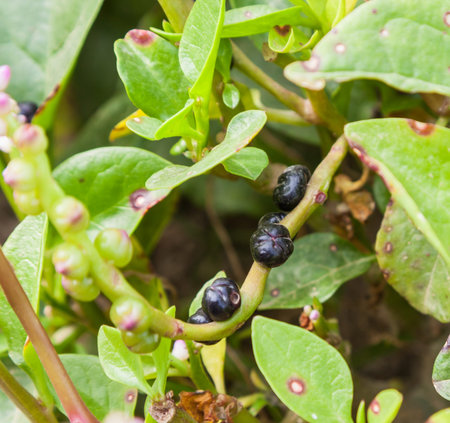 malabar spinach produce, malabar spinach is a popular vegetable, green leaves taste like black...