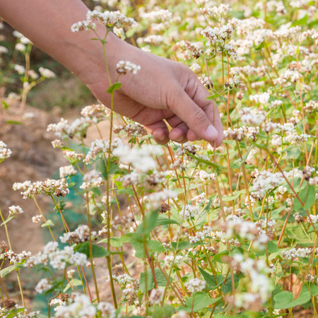 hand showing blooming buckwheat の写真素材