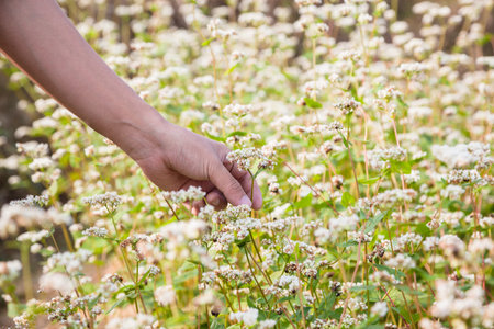 hand showing blooming buckwheat の写真素材