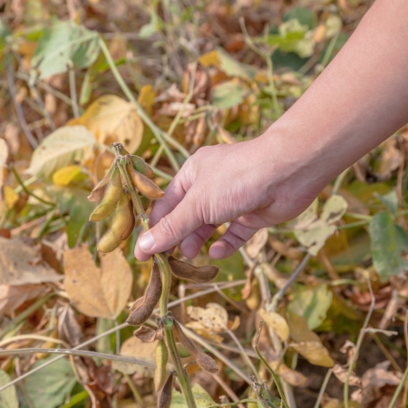 hand showing soy bean in the fallの写真素材