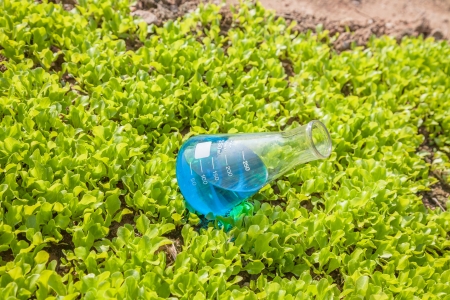 flask with blue solution in the lettuce seedling fieldの写真素材