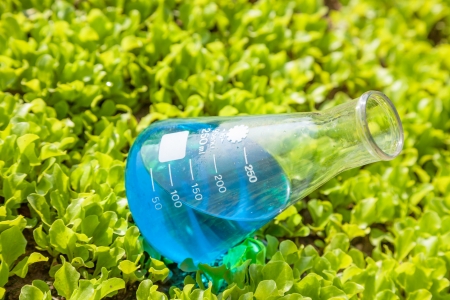 flask with blue solution in the lettuce seedling fieldの写真素材