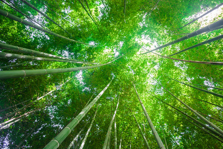 bamboo forest の写真素材