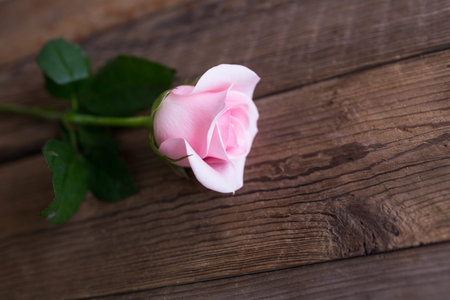 pink rose on wooden tableの写真素材
