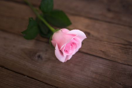 pink rose on wooden tableの写真素材