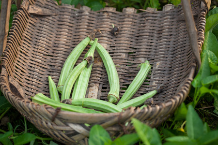 okra harvested in bamboo container in the country sideの写真素材